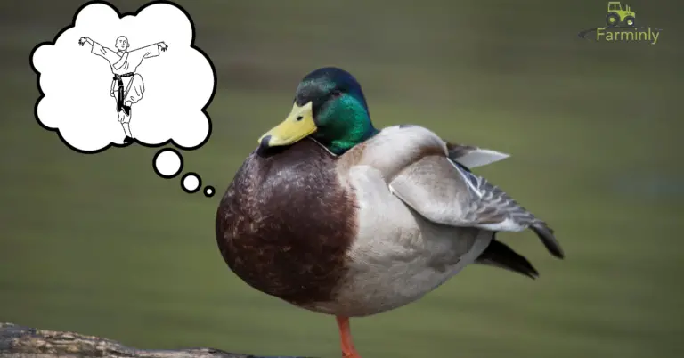 Why Do Ducks Stand On One Leg? (Quick Facts)