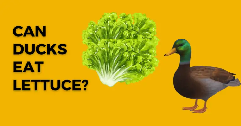 Can Ducks Eat Lettuce? What You Need To Know