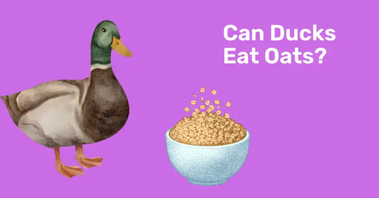 Do Ducks Eat Oats? All You Need To Know