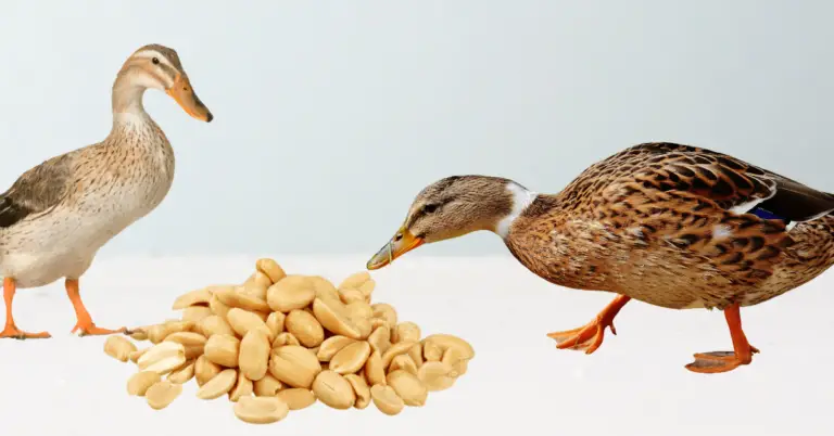 Can Ducks Eat Peanuts? What You Need To Know