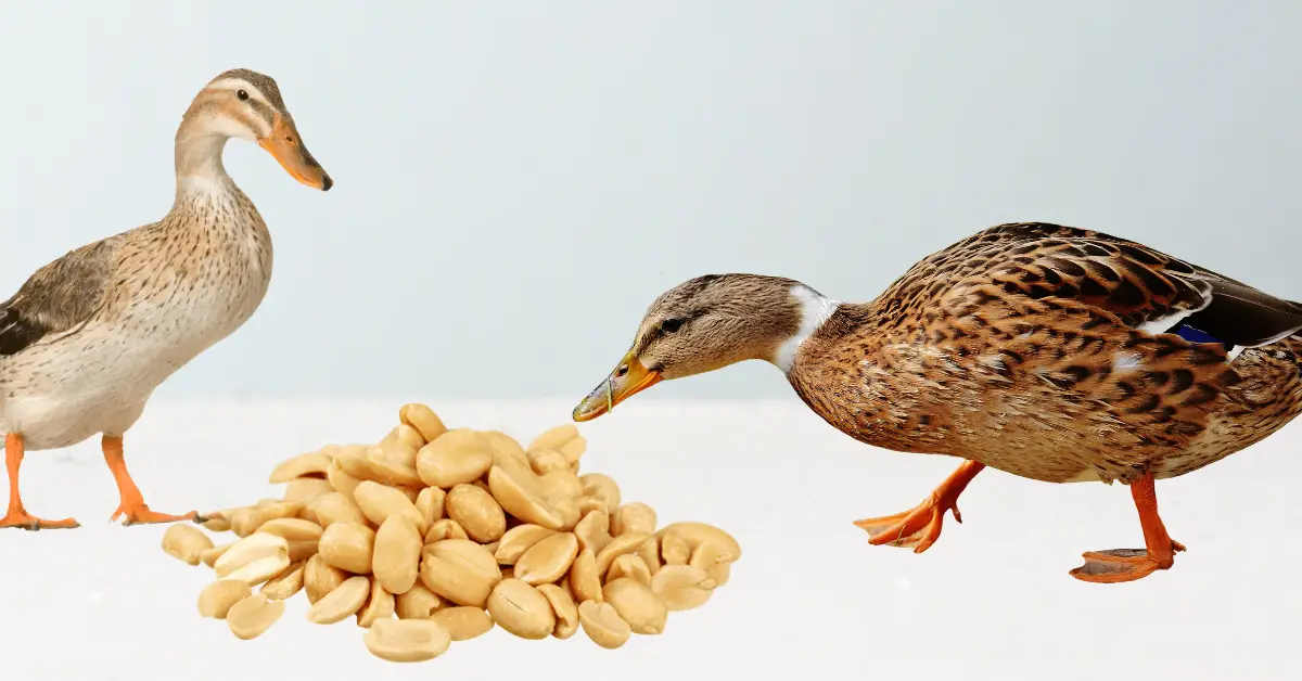 ducks eating peanuts