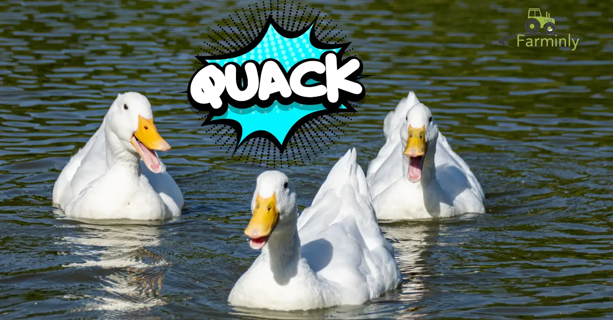 ducks quacking