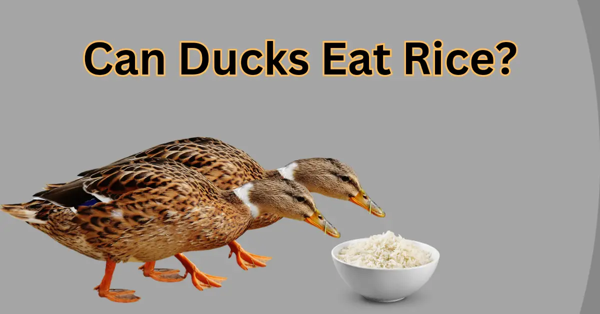 ducks eat rice