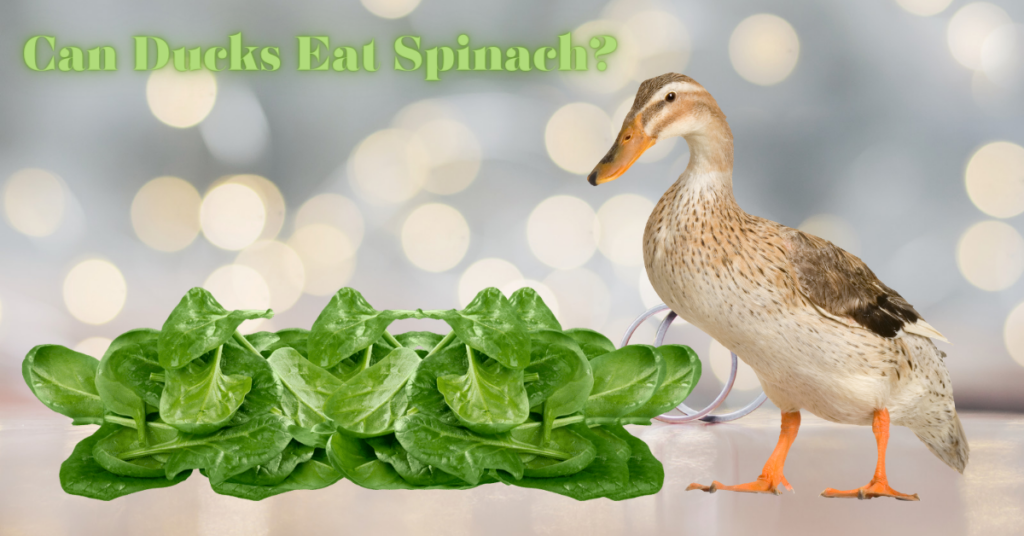 can ducks eat spinach