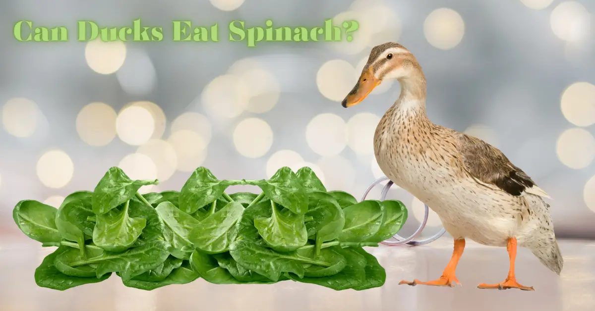 can ducks eat spinach