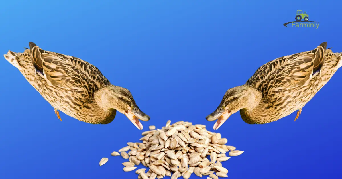 ducks sunflower seeds